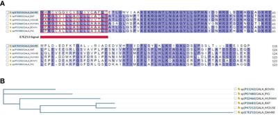 Galanin family peptides: Molecular structure, expression and roles in the neuroendocrine axis and in the spinal cord